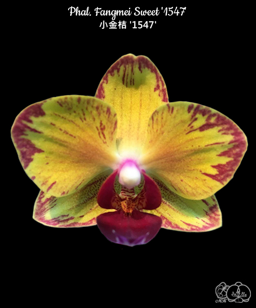 美琪園藝Miki Orchid - 品種詳細頁